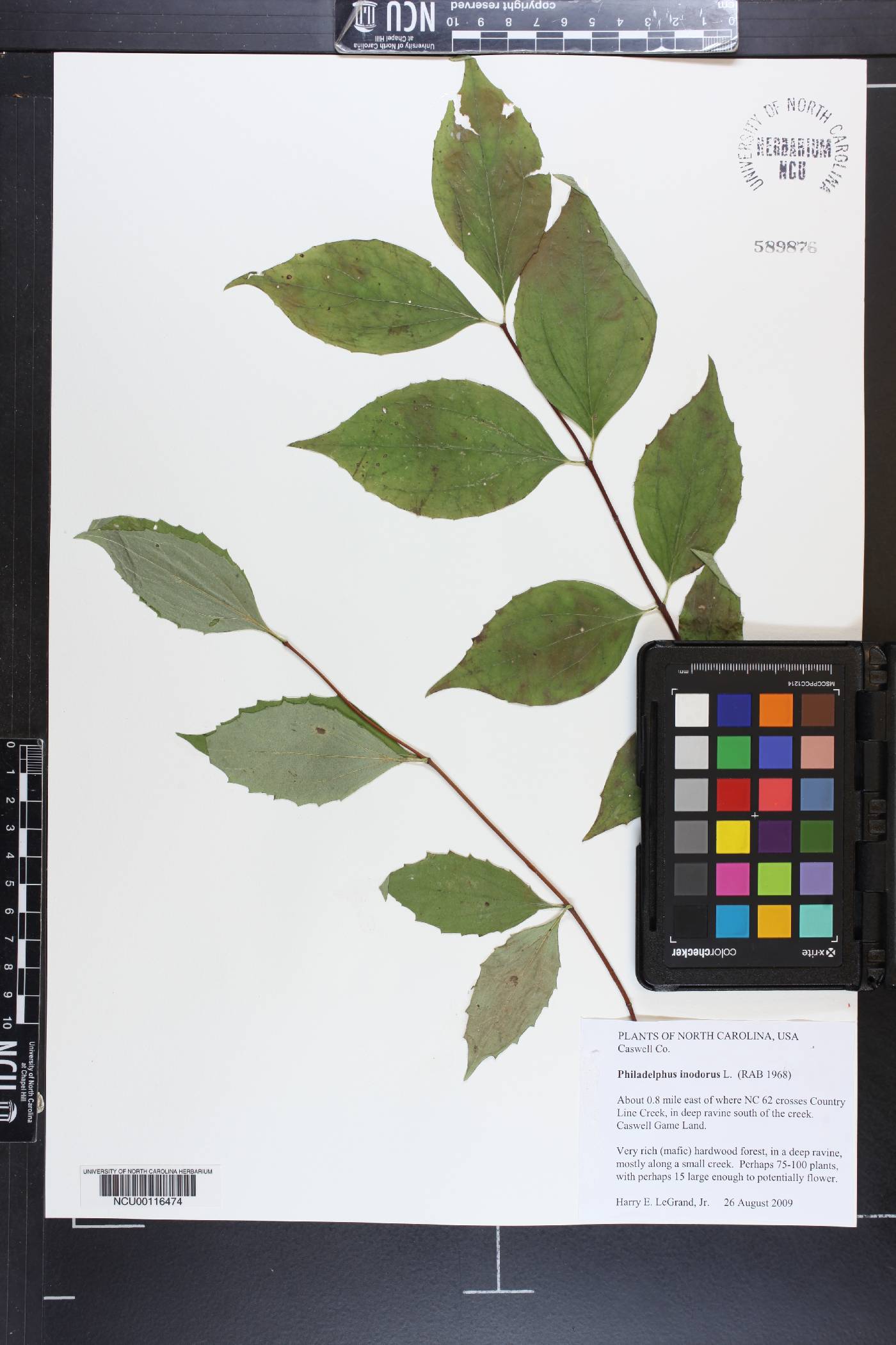 Philadelphus inodorus image