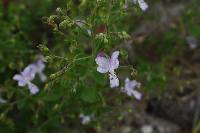 Trichostema nesophilum image