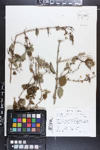 Philadelphus hirsutus image