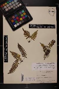 Polypodium appalachianum image