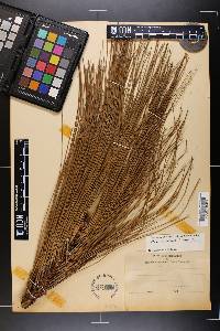 Pinus australis image