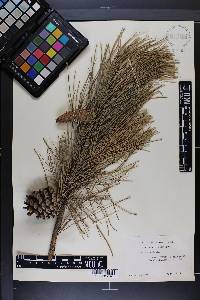 Pinus echinata image