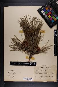 Pinus echinata image