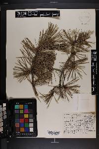 Pinus echinata image