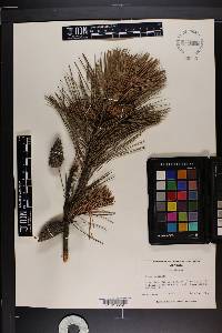 Pinus echinata image