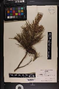 Pinus echinata image