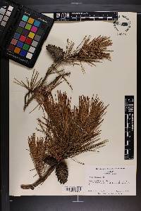 Pinus echinata image