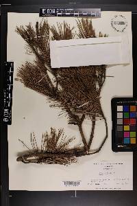 Pinus echinata image