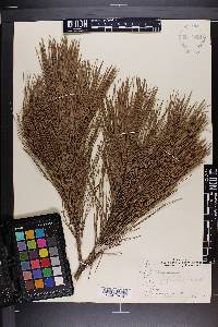 Pinus echinata image