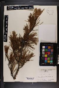 Pinus echinata image