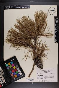 Pinus echinata image