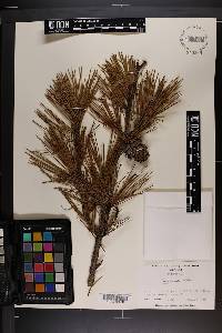 Pinus echinata image