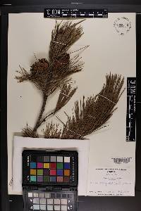 Pinus echinata image