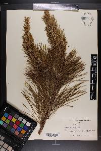 Pinus echinata image