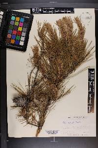 Pinus echinata image