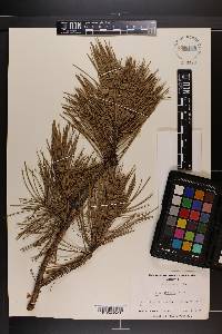 Pinus echinata image