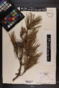 Pinus echinata image