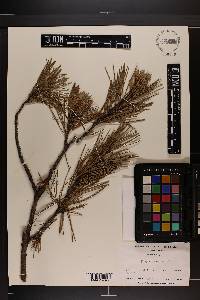 Pinus echinata image