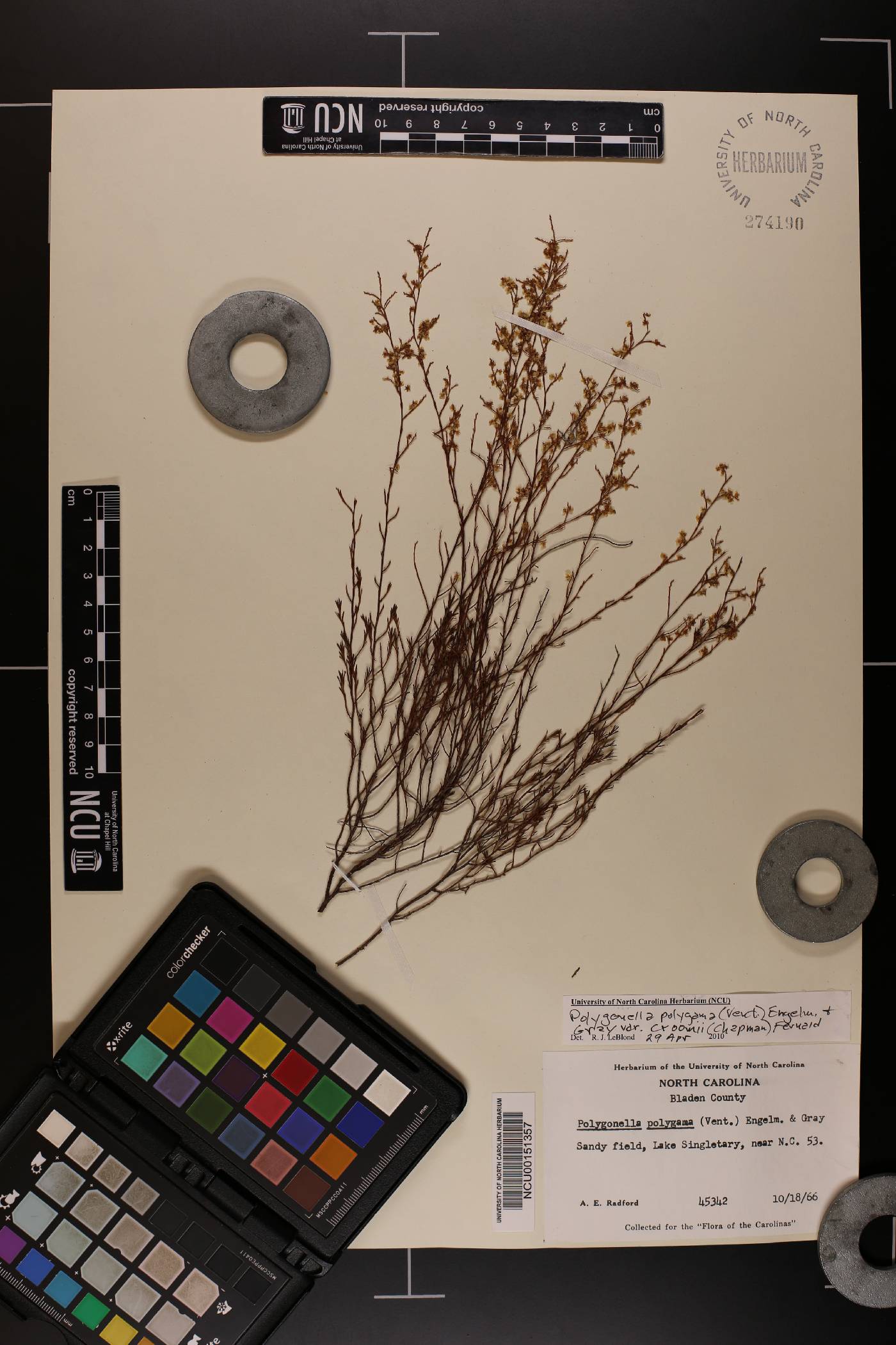 Polygonella polygama var. croomii image