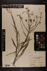 Pityopsis graminifolia image