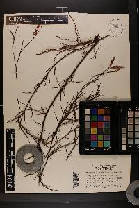 Polygonella fimbriata image