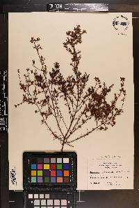 Hypericum brachyphyllum image