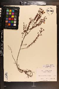 Hypericum brachyphyllum image