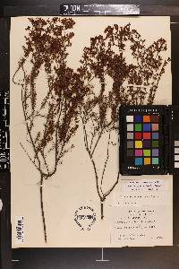 Hypericum brachyphyllum image