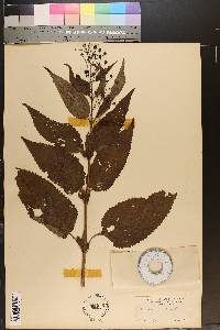 Scrophularia marilandica image