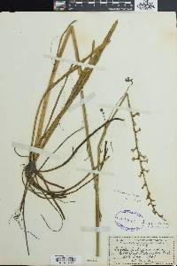 Lobelia floridana image
