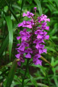 Platanthera peramoena image