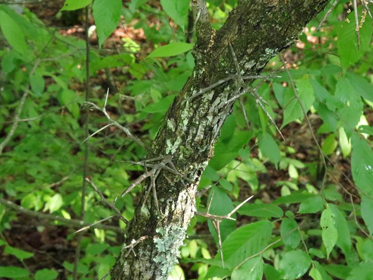 Crataegus berberifolia image