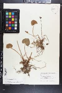 Parnassia asarifolia image