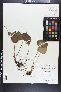 Parnassia asarifolia image