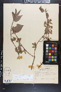 Philadelphus hirsutus image