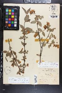 Philadelphus hirsutus image