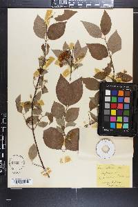 Philadelphus hirsutus image