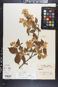 Philadelphus hirsutus image