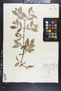 Philadelphus hirsutus image