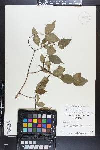 Philadelphus inodorus image