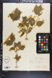 Philadelphus inodorus image