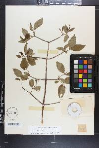 Philadelphus inodorus image