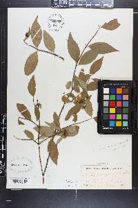 Philadelphus inodorus image