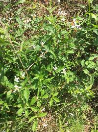 Gillenia trifoliata image