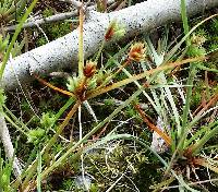 Cyperus granitophilus image