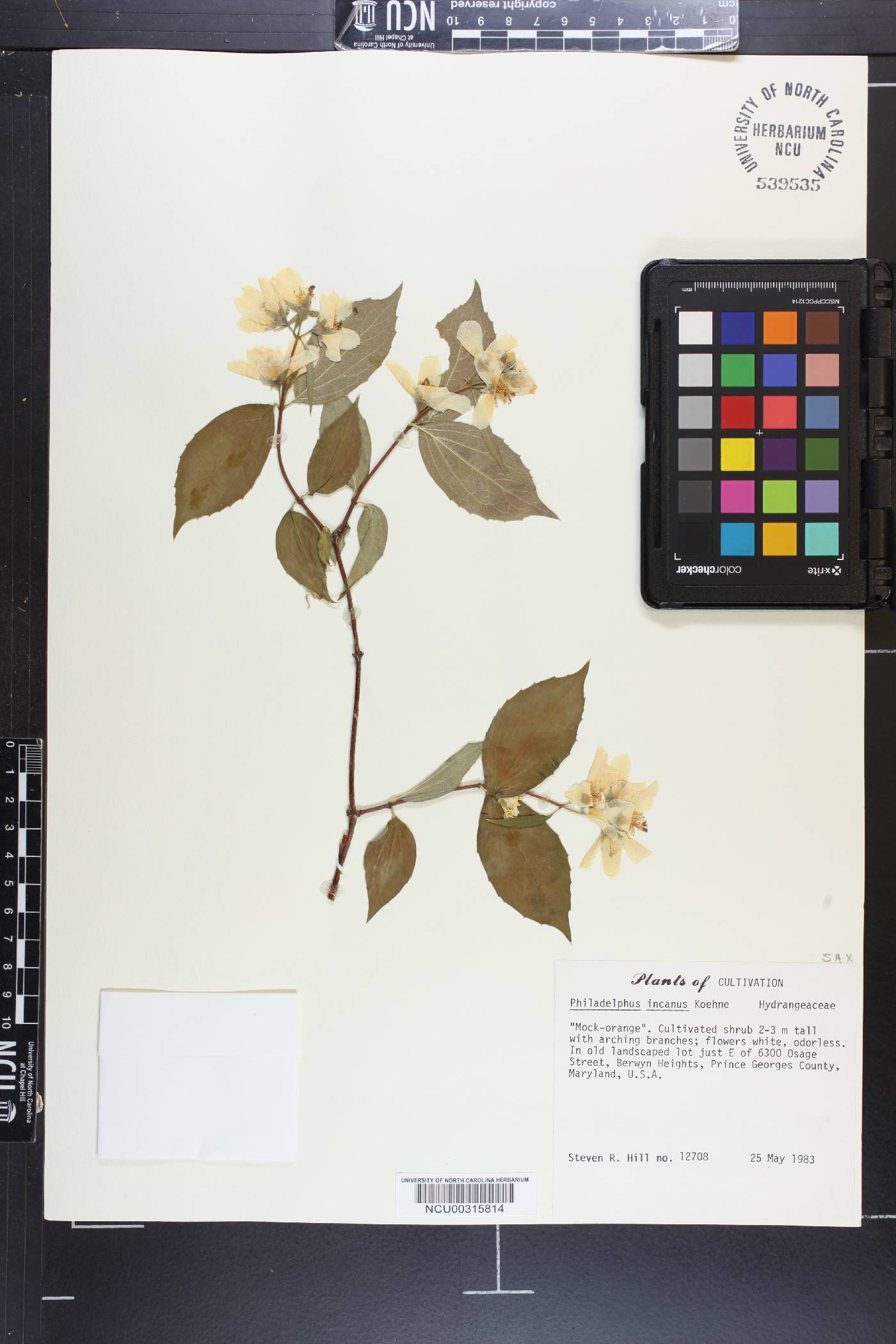 Philadelphus incanus image