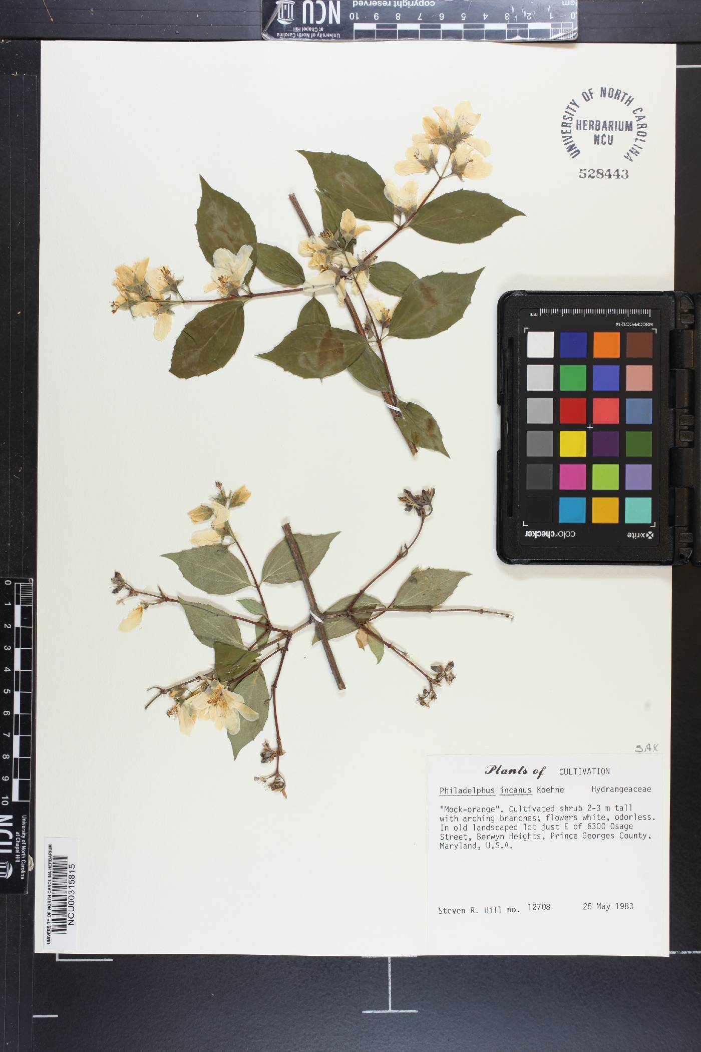 Philadelphus incanus image