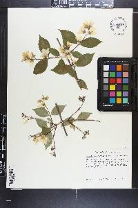 Philadelphus incanus image