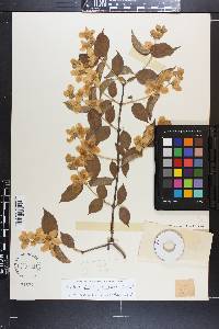 Philadelphus pubescens image