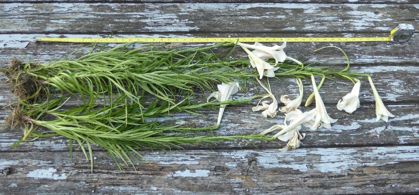 Lilium philippinense image